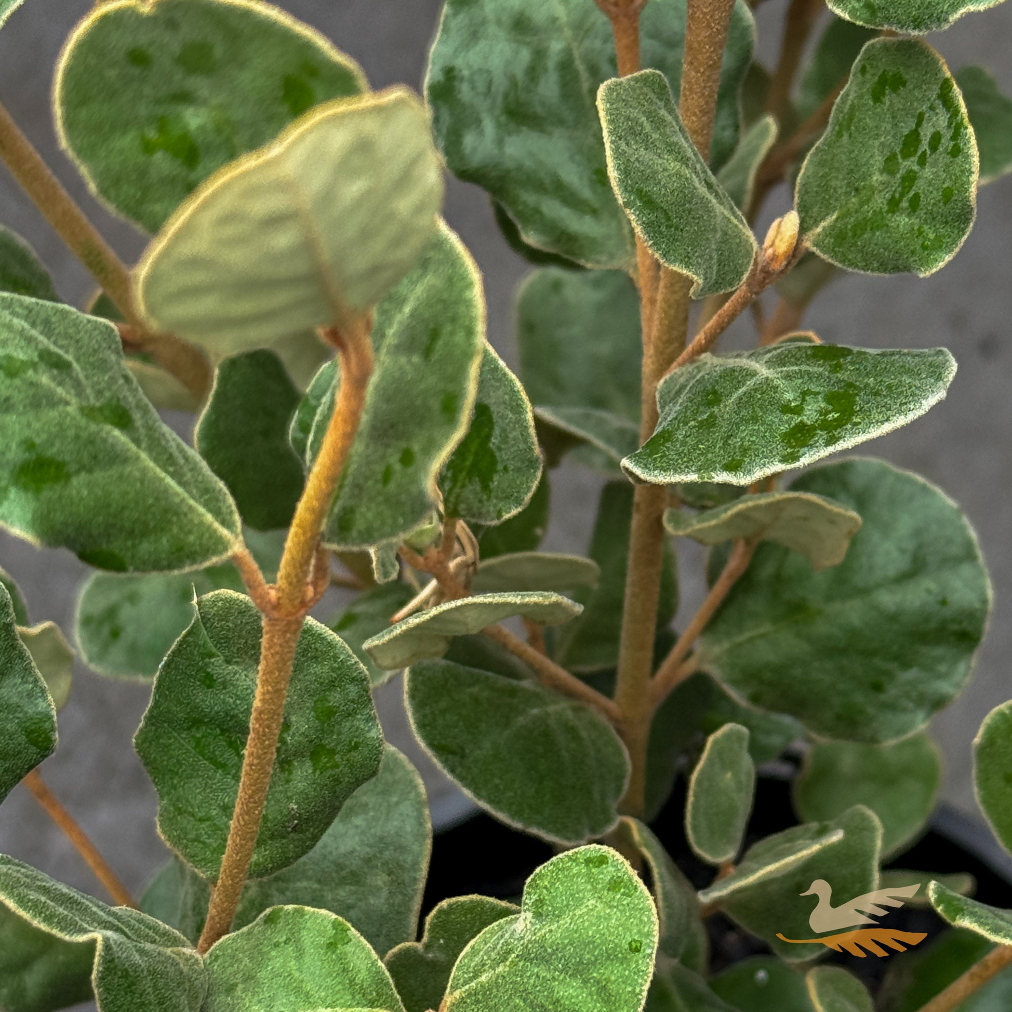 Correa Alba - 14cm Pot