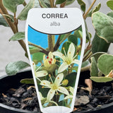 Correa Alba - 14cm Pot
