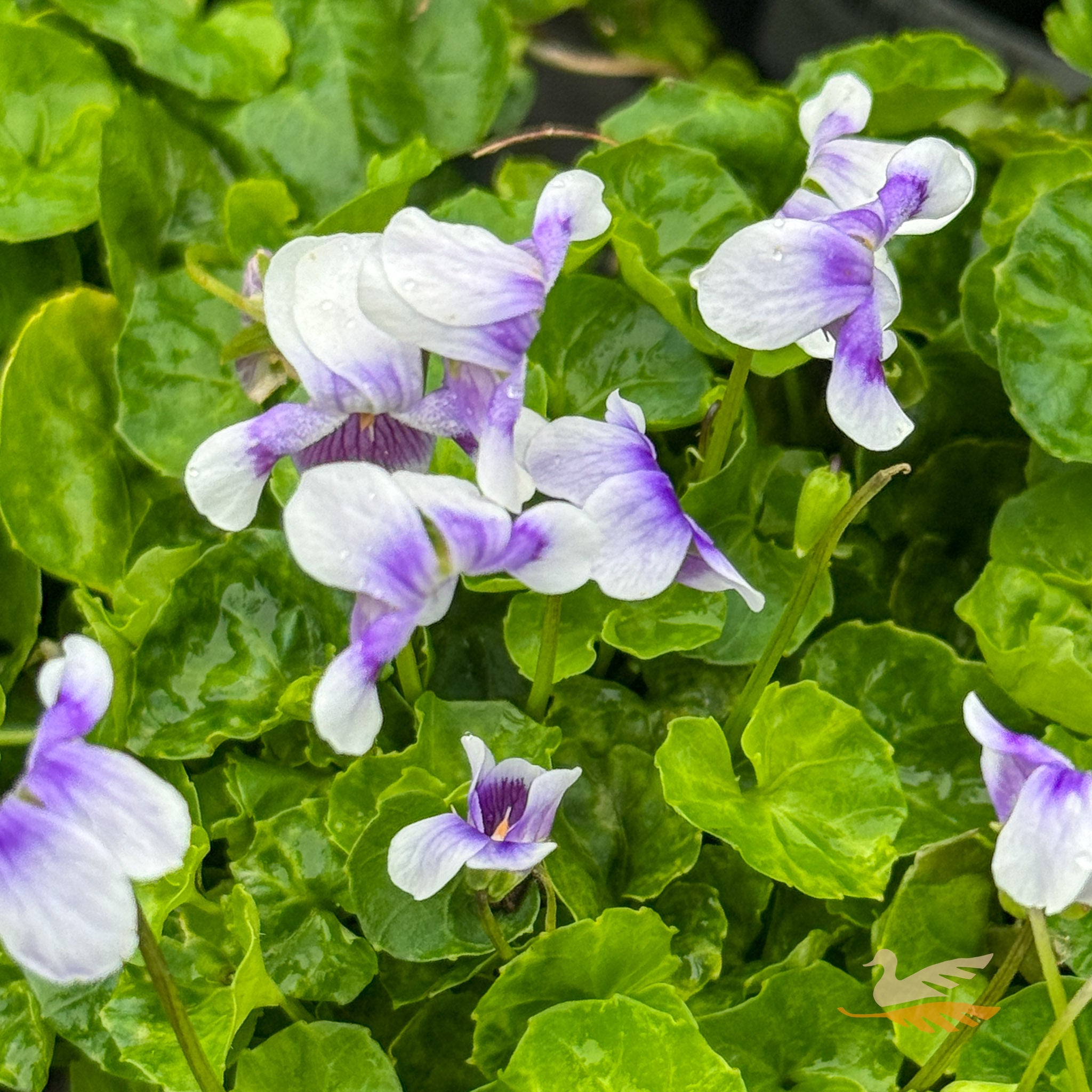 Viola Hederacea - 14cm Pot