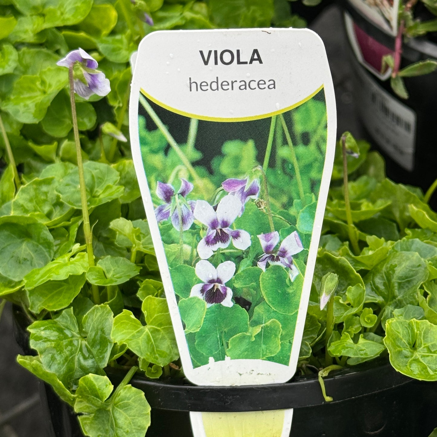 Viola Hederacea - 14cm Pot