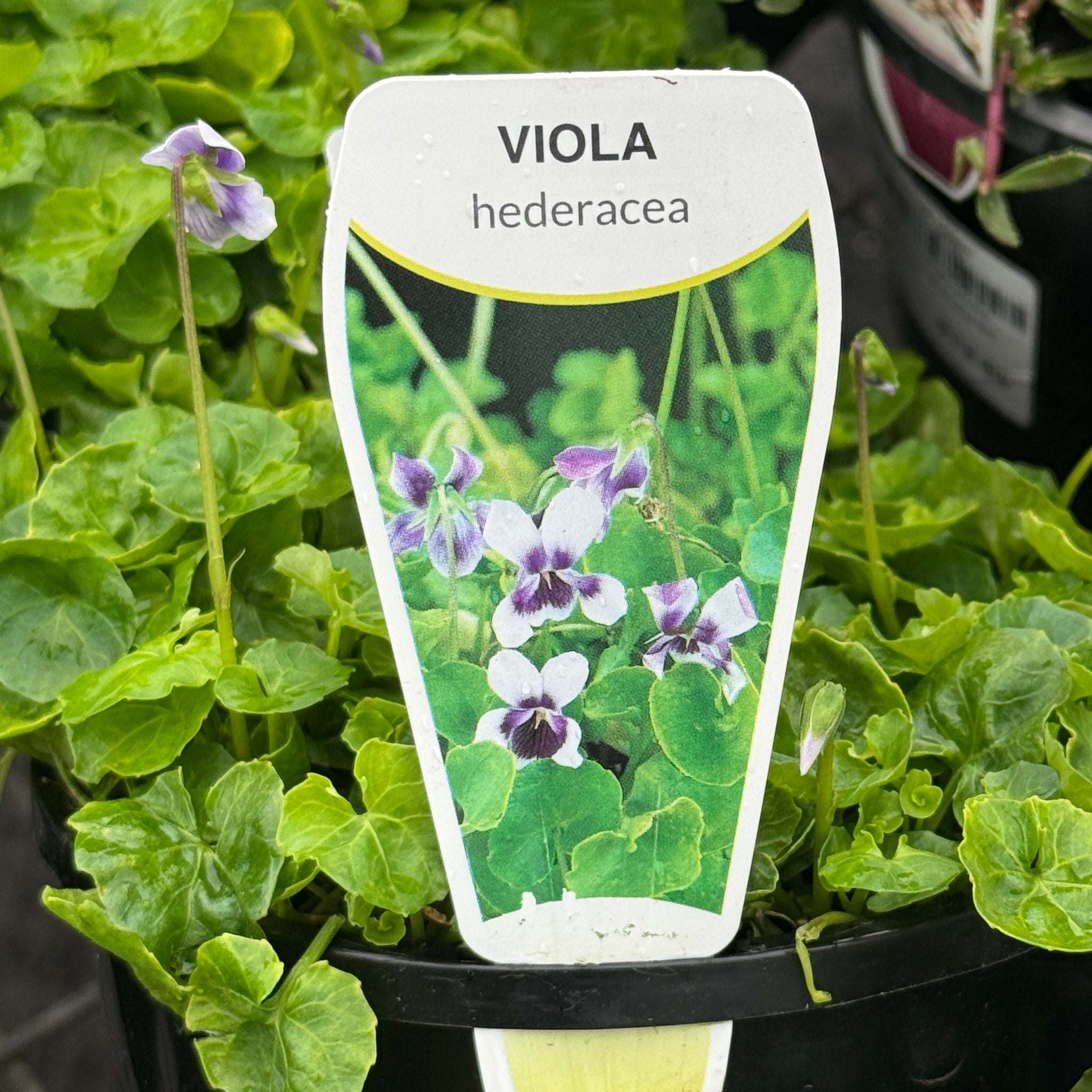 Viola Hederacea - 14cm Pot