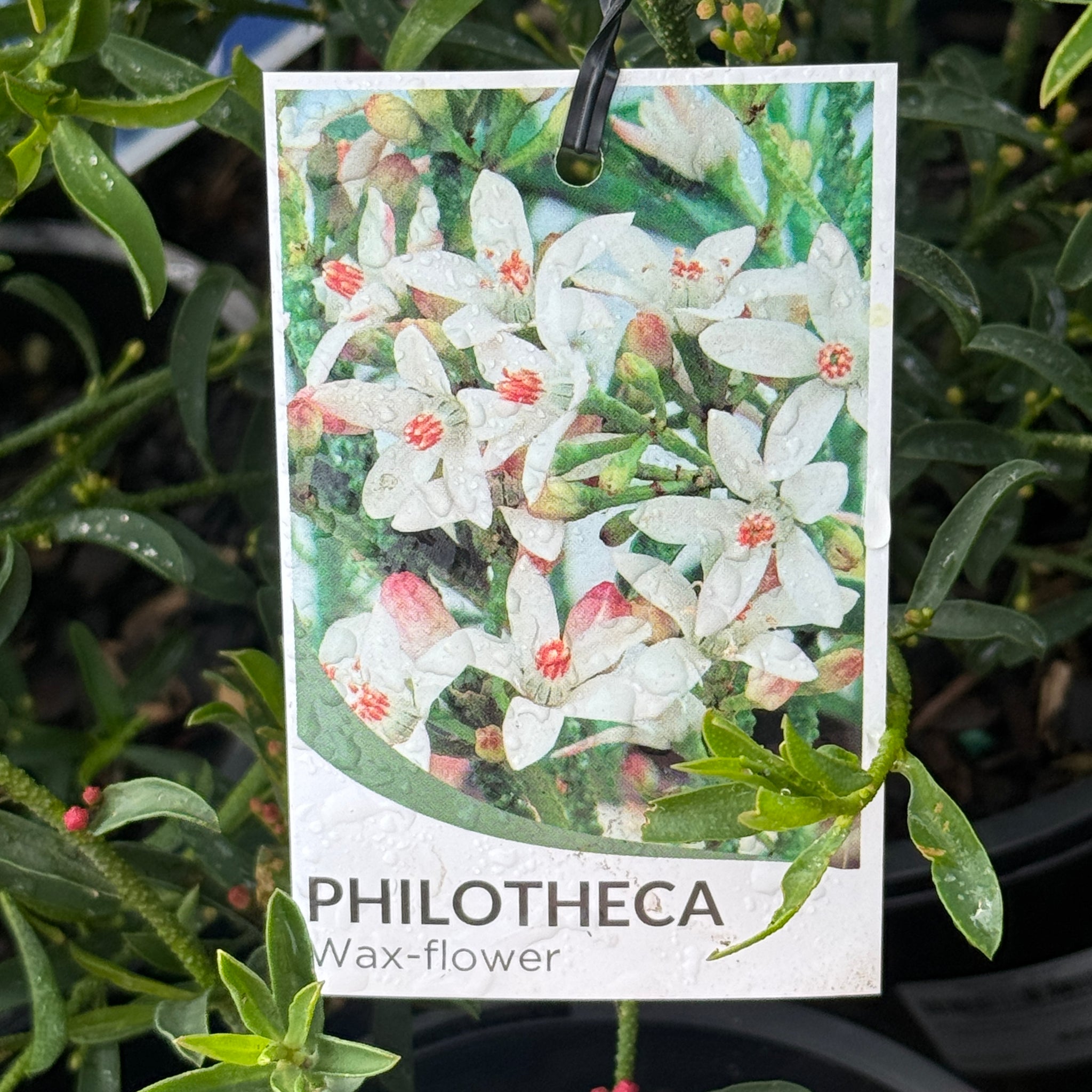 Philotheca Myoporoides - 20cm Pot