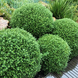 Westringia Fruticosa Ball - 33cm Pot