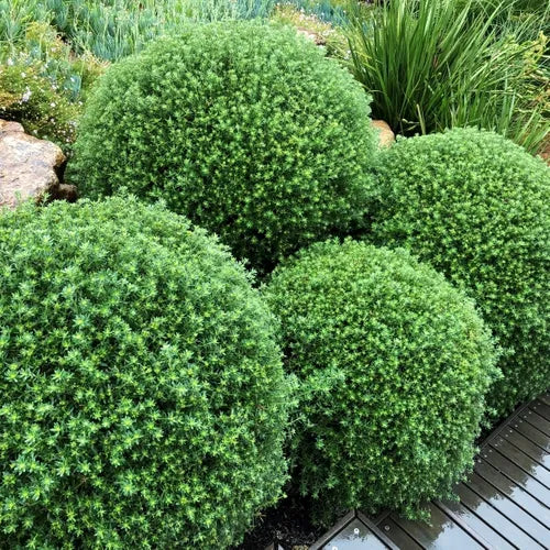Westringia Fruticosa Ball - 33cm Pot