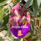 Eucalyptus Landsdowneana Purple Patch - 50cm Pot