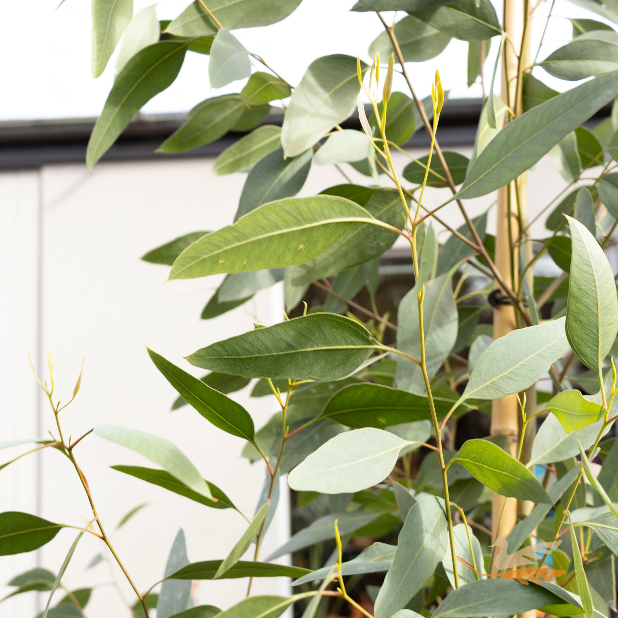 Eucalyptus Landsdowneana Purple Patch - 50cm Pot