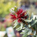 Callistemon Little John - 14cm Pot