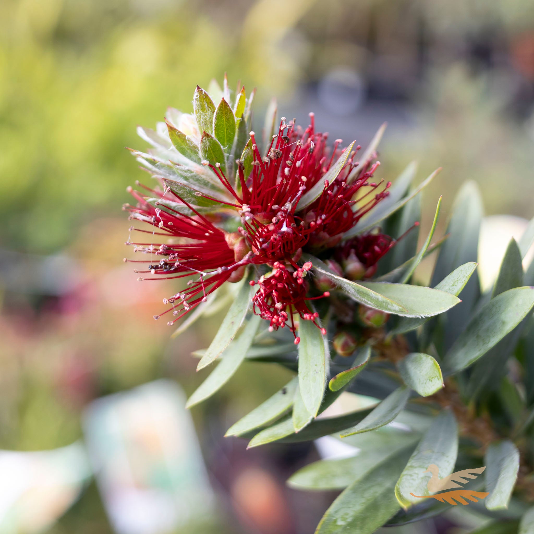 Callistemon Little John - 14cm Pot