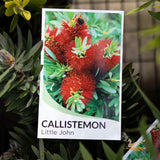 Callistemon Little John - 14cm Pot