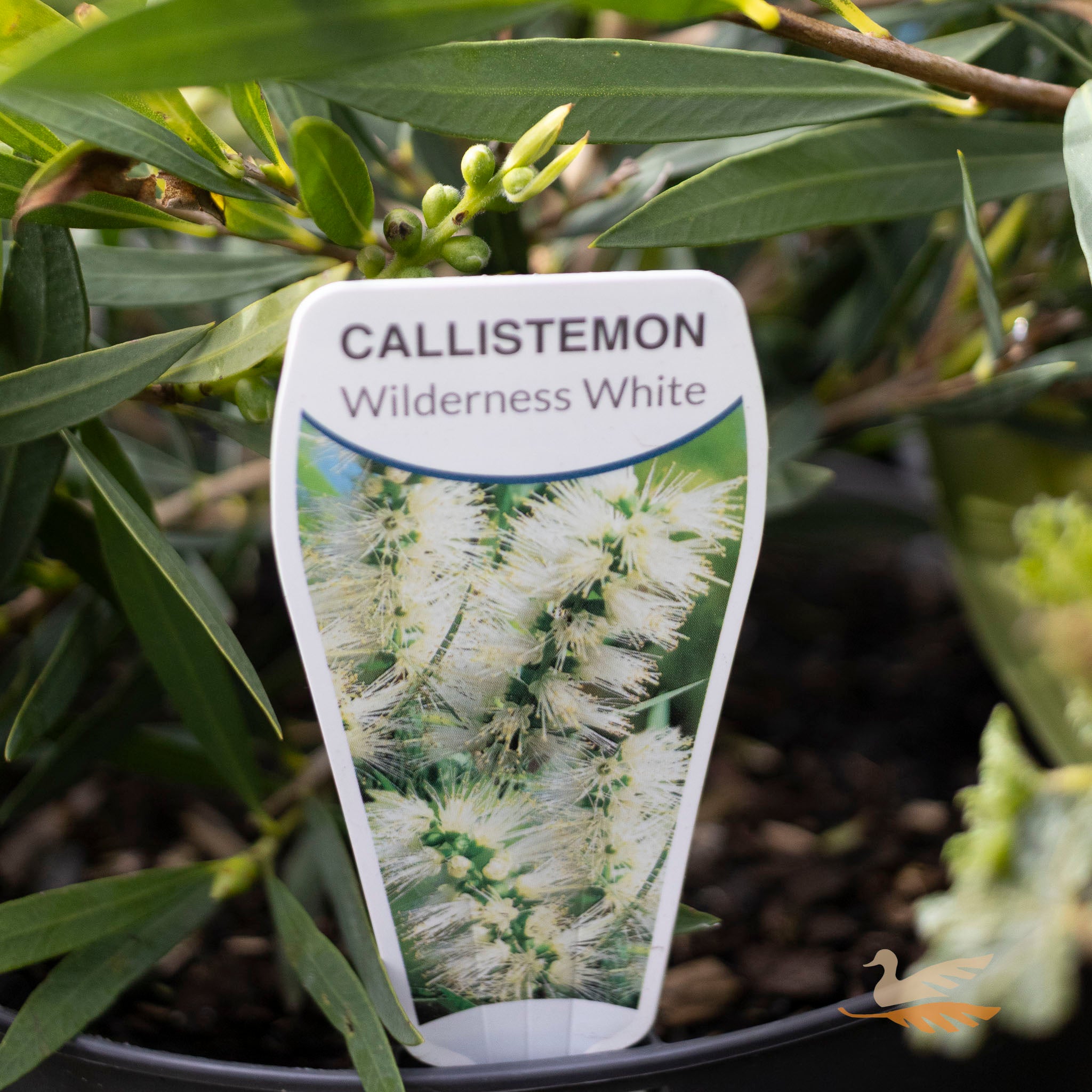 Callistemon Wilderness White - 20cm Pot