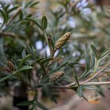 Grevillea Wandin Wildfire 1.2m Standard - 30cm Pot