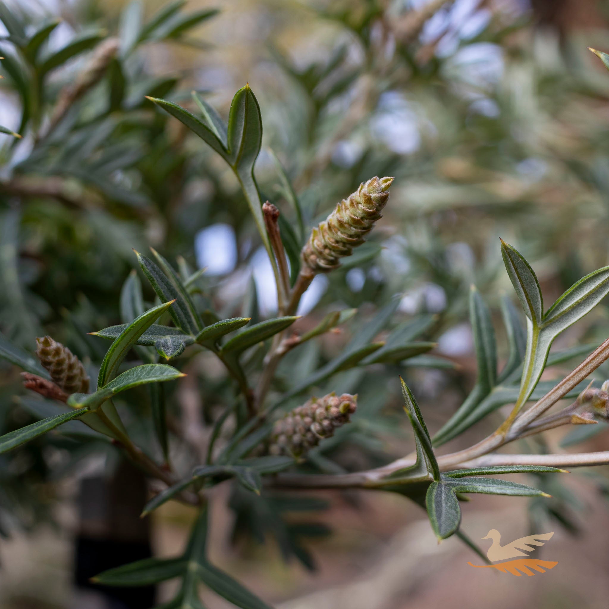Grevillea Wandin Wildfire 1.2m Standard - 30cm Pot