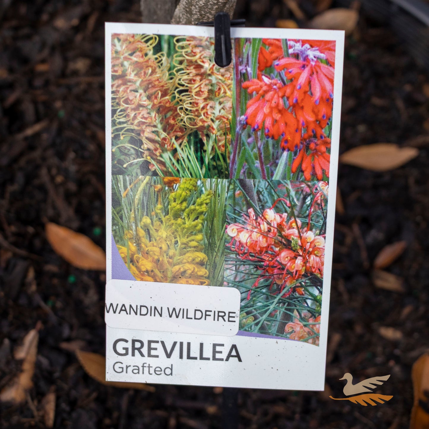 Grevillea Wandin Wildfire 1.2m Standard - 30cm Pot