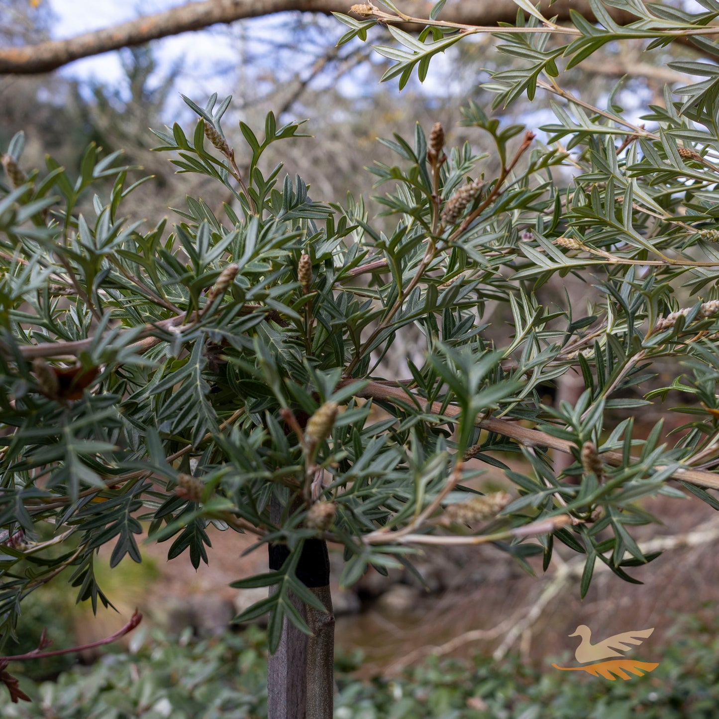 Grevillea Wandin Wildfire 1.2m Standard - 30cm Pot