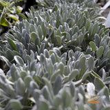Helichrysum Red Jewel - 17cm Pot
