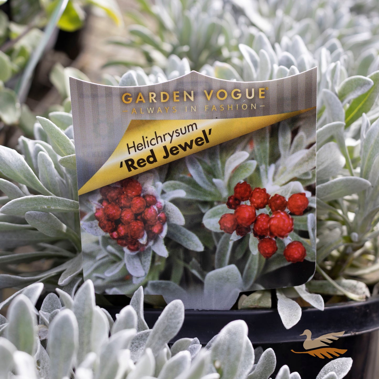 Helichrysum Red Jewel - 17cm Pot
