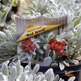 Helichrysum Red Jewel - 17cm Pot