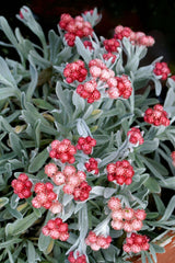 Helichrysum Red Jewel - 17cm Pot