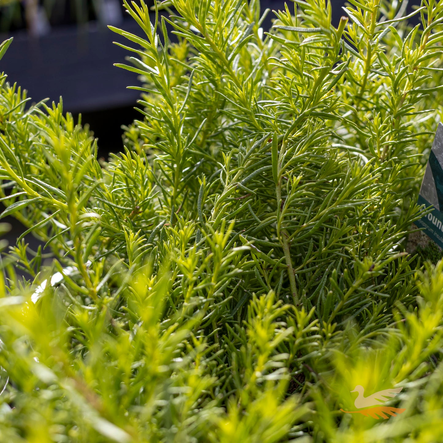Myoporum White Fine Leaf - 14cm Pot