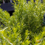 Myoporum White Fine Leaf - 14cm Pot