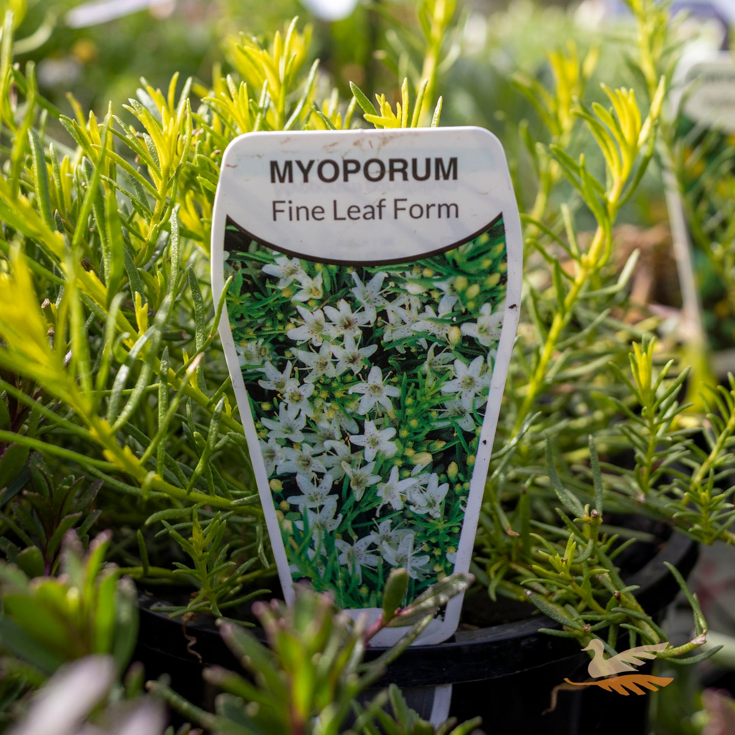 Myoporum White Fine Leaf - 14cm Pot