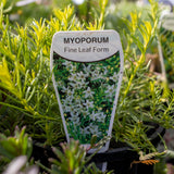 Myoporum White Fine Leaf - 14cm Pot