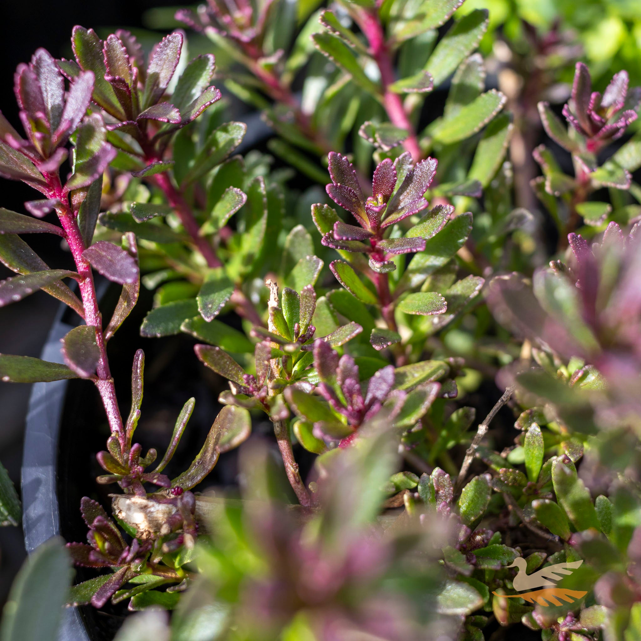 Myoporum Purpurea - 14cm Pot