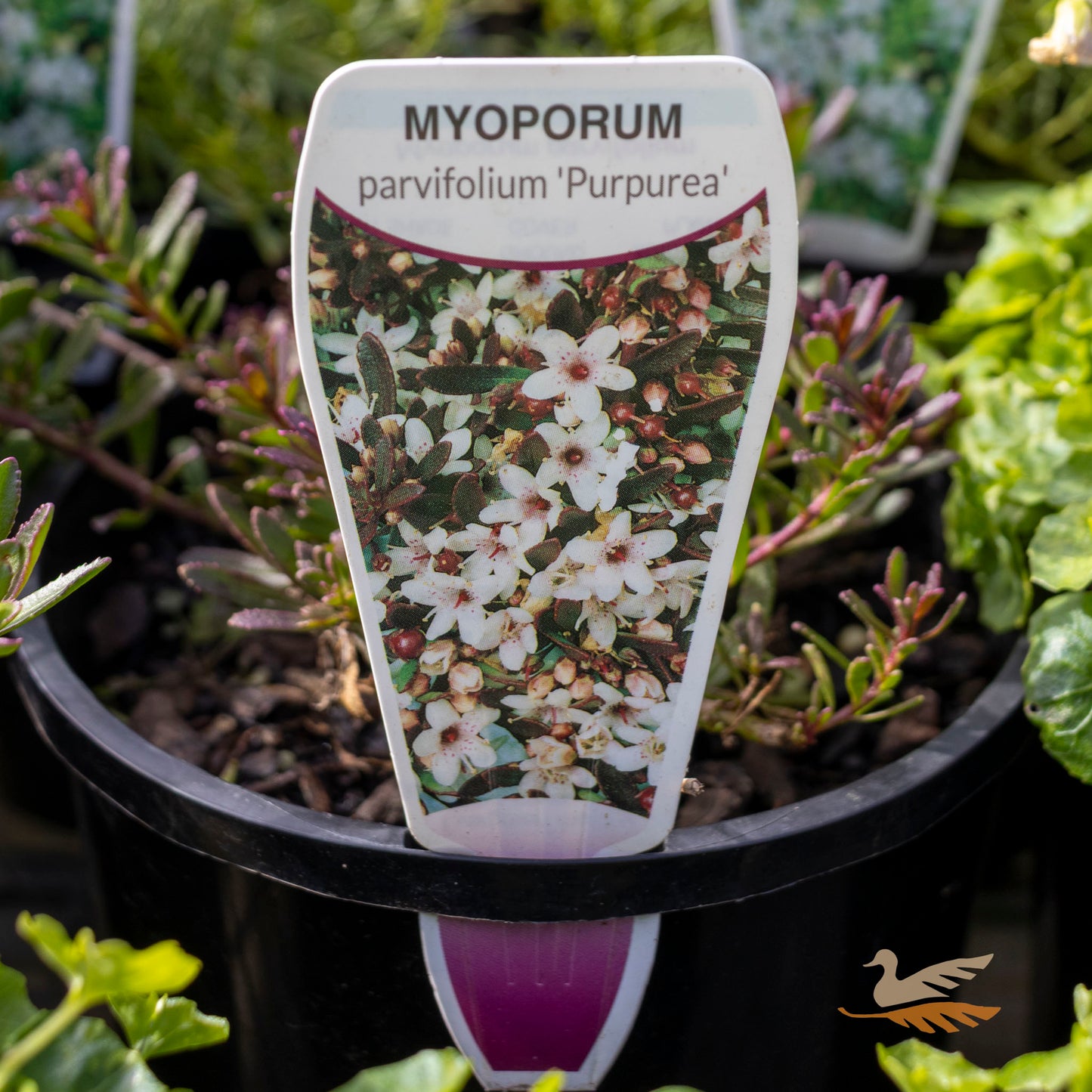 Myoporum Purpurea - 14cm Pot