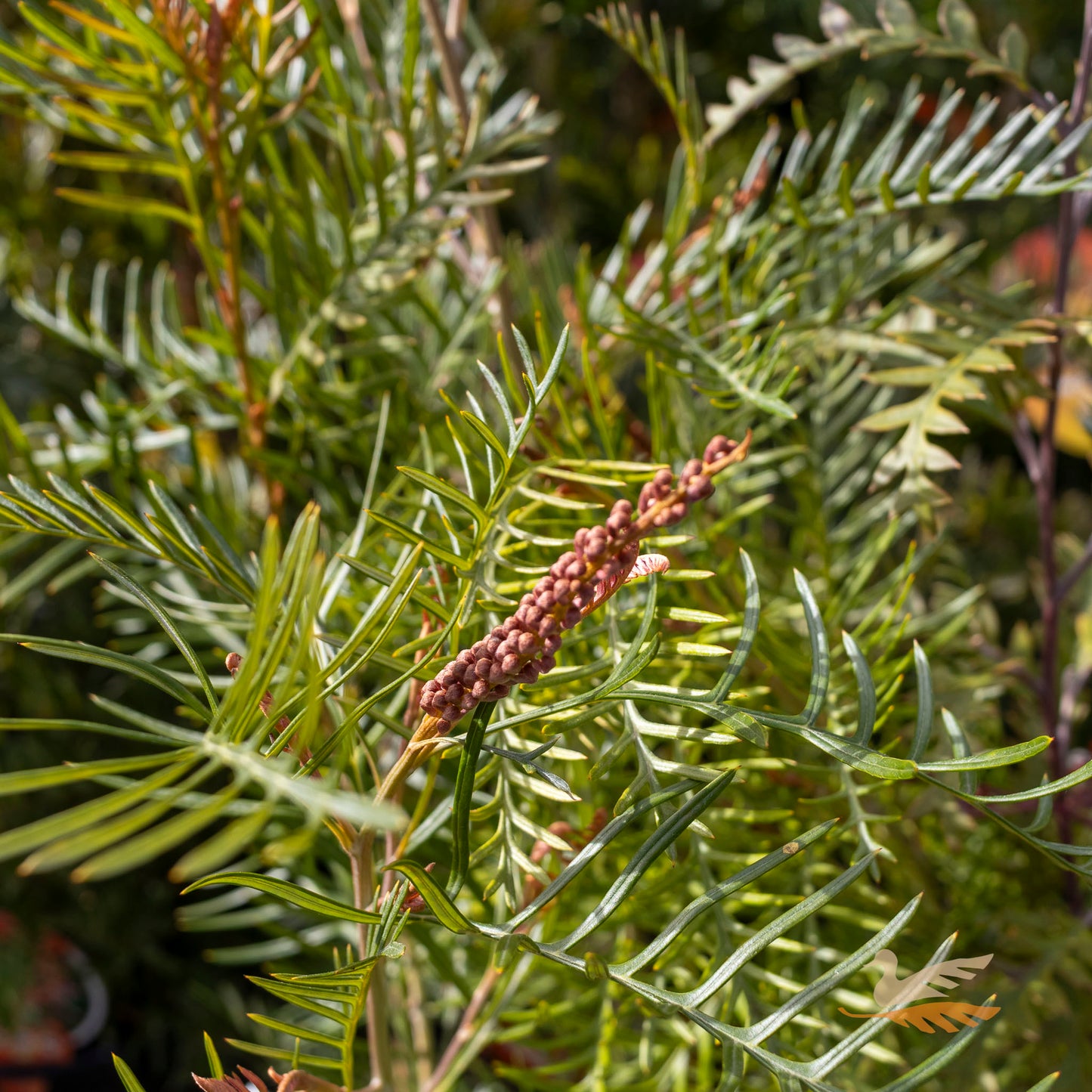 Grevillea Red Hooks - 14cm Pot