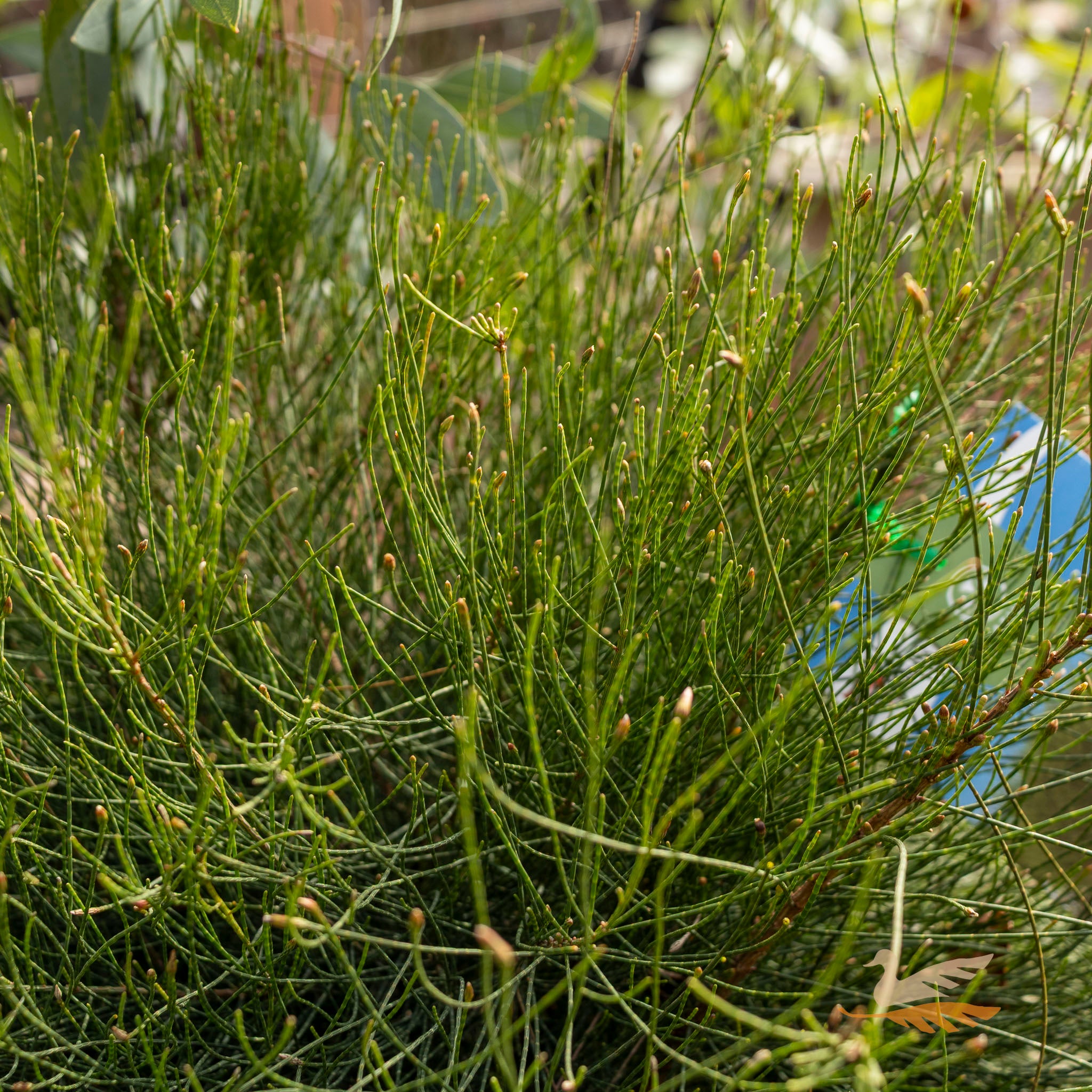 Casuarina Glauca Greenwave - 33cm Pot