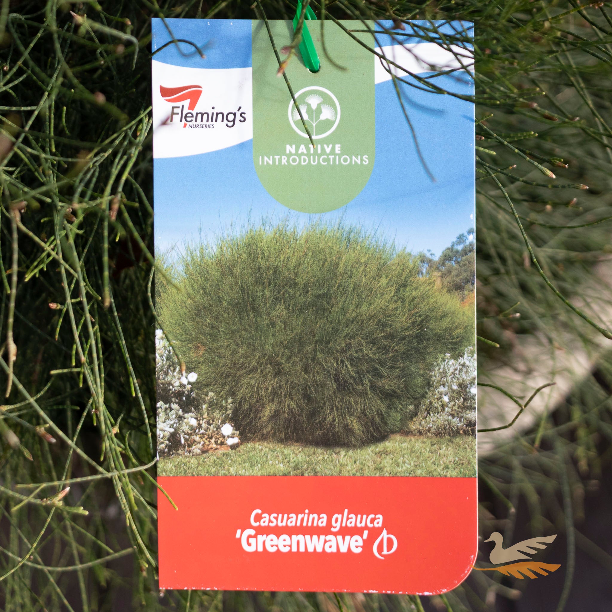 Casuarina Glauca Greenwave - 33cm Pot