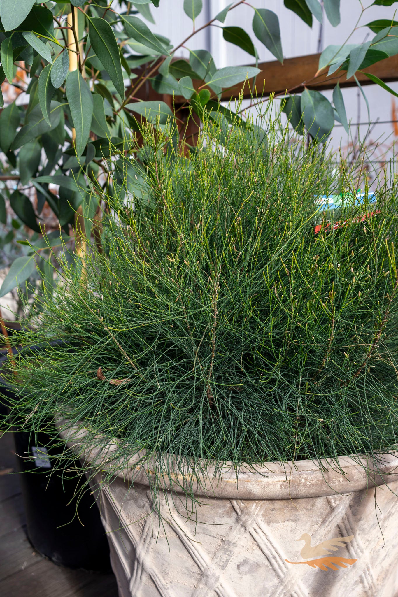 Casuarina Glauca Greenwave - 33cm Pot