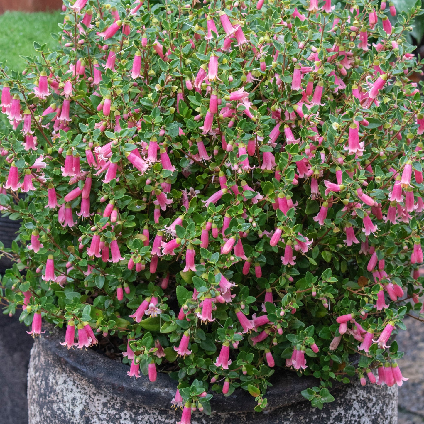 Correa Pink Perfect Pollinator - 14cm Pot