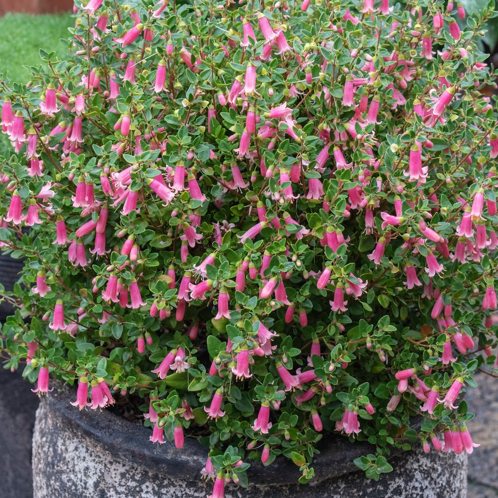 Correa Pink Perfect Pollinator - 14cm Pot