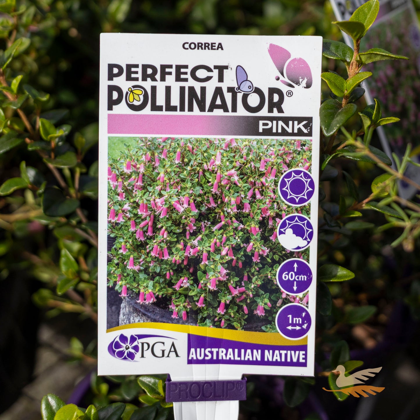 Correa Pink Perfect Pollinator - 14cm Pot