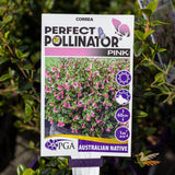 Correa Pink Perfect Pollinator - 14cm Pot