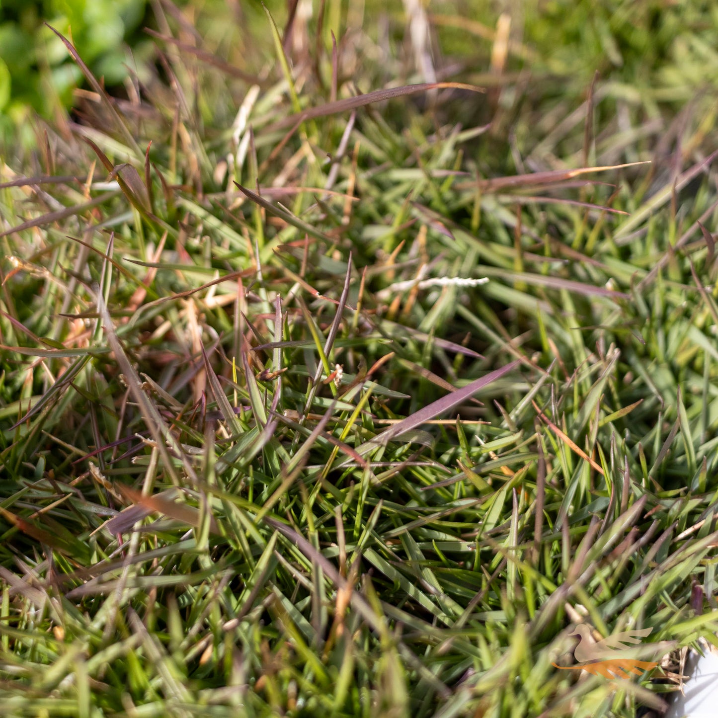 Zoysia Zen Grass - 14cm Pot