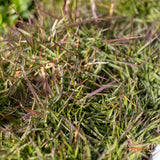 Zoysia Zen Grass - 14cm Pot
