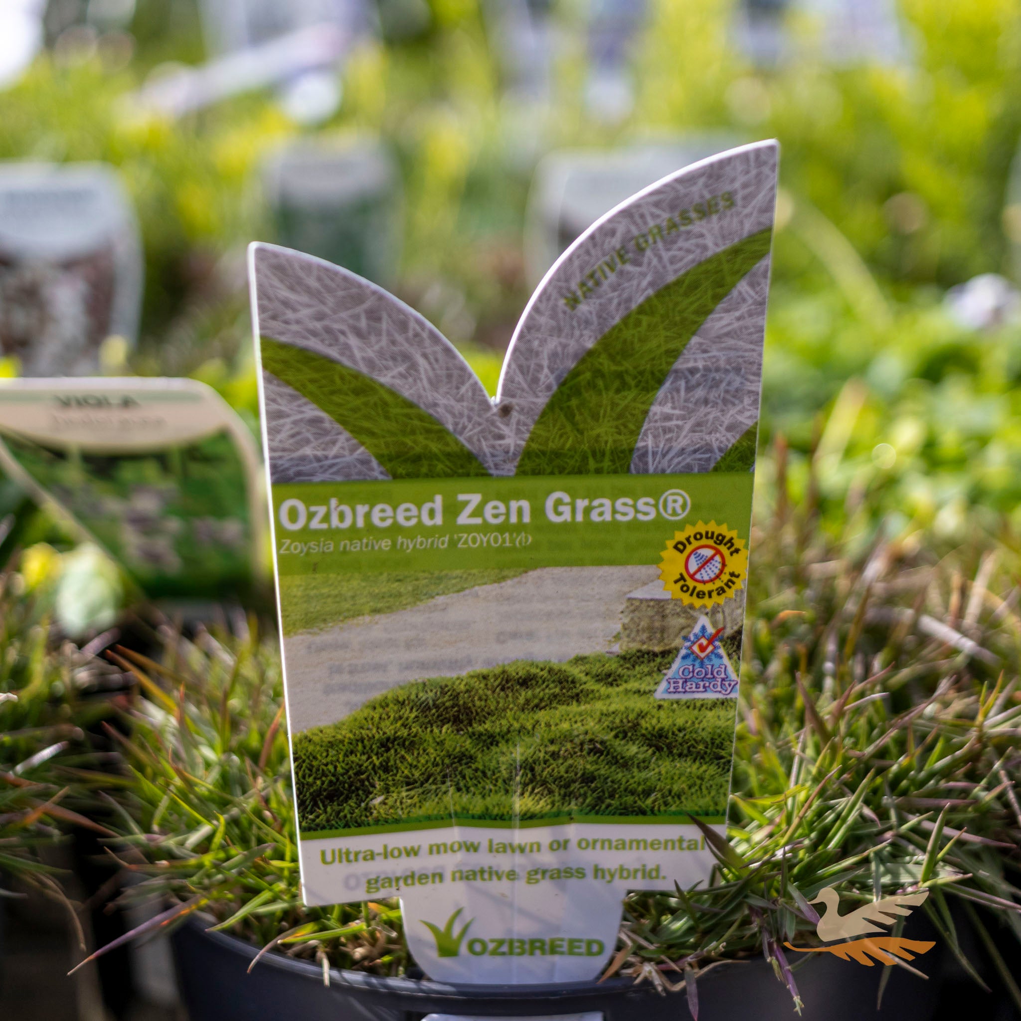 Zoysia Zen Grass - 14cm Pot