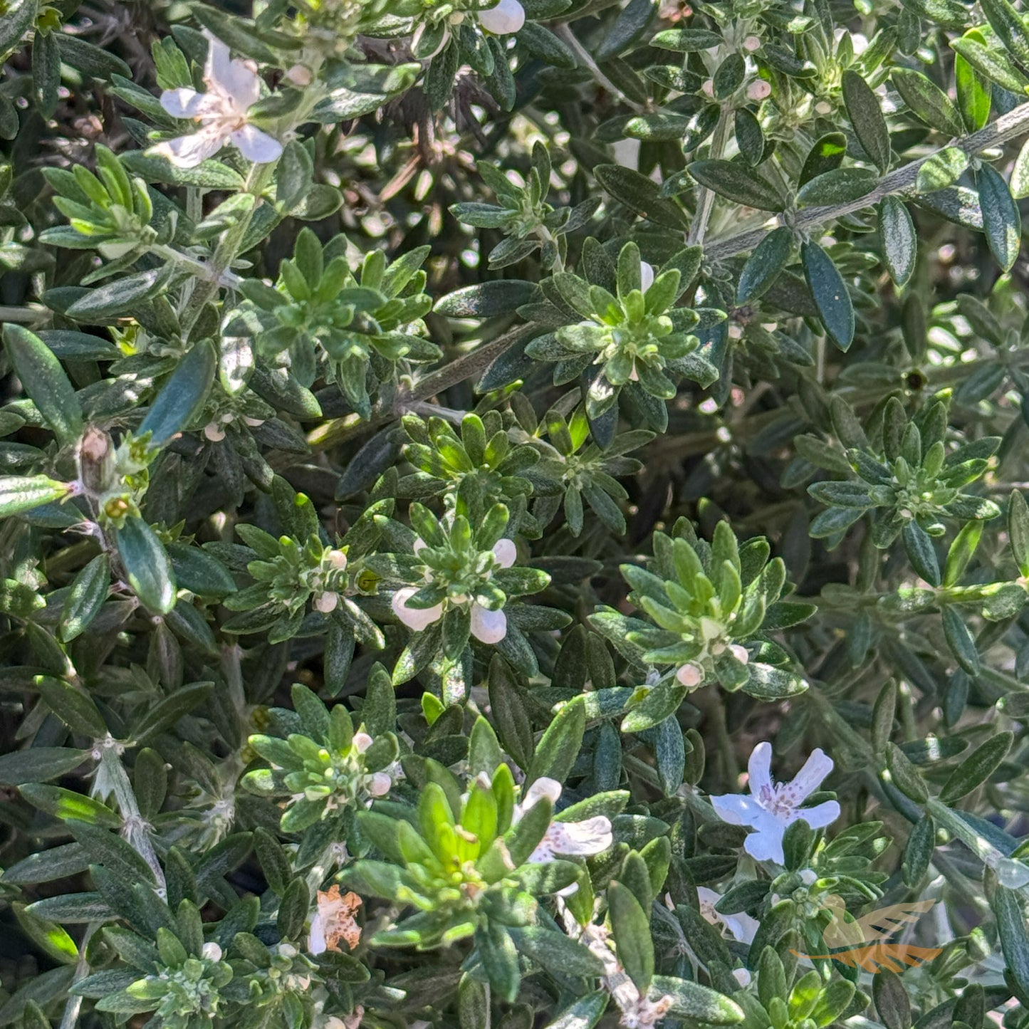 Westringia Fruticosa - 20cm Pot