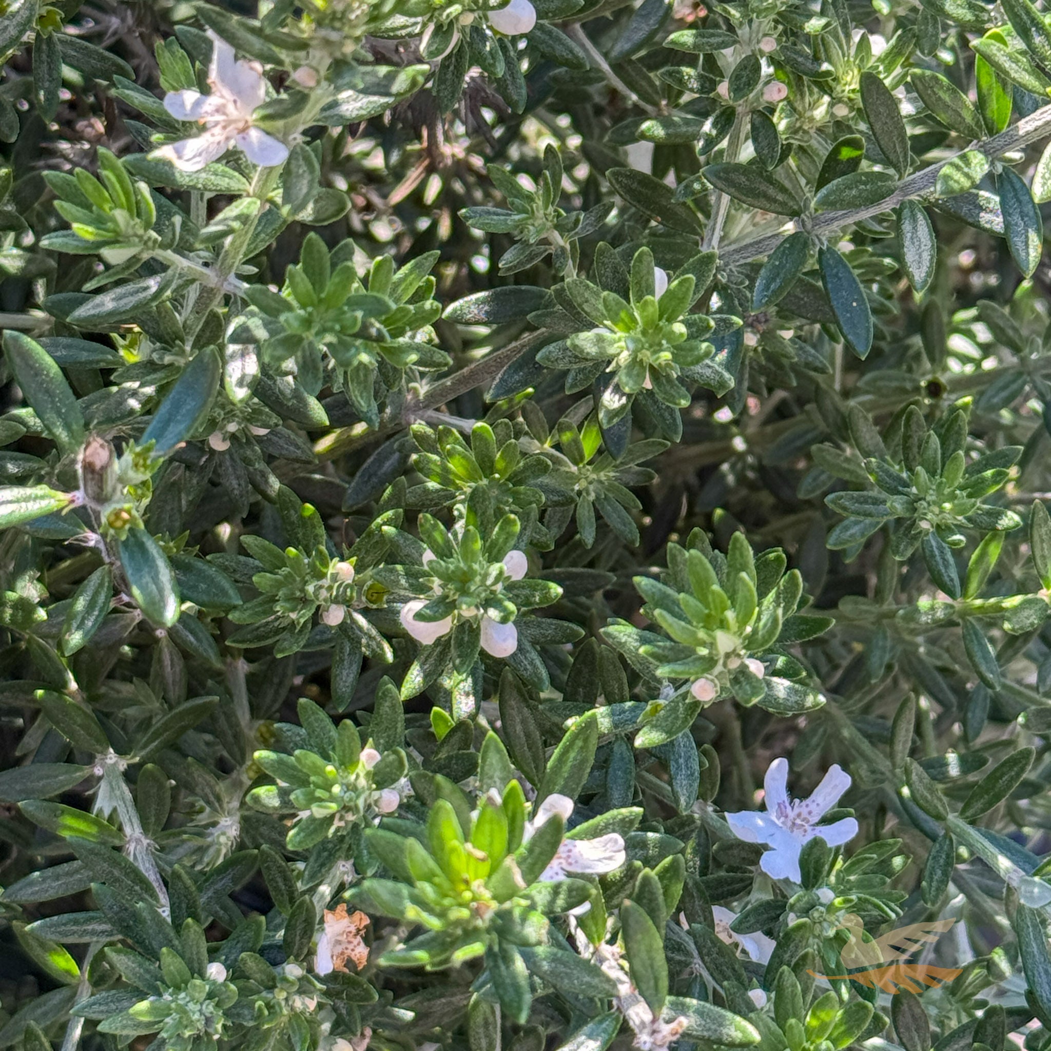 Westringia Fruticosa - 20cm Pot