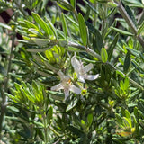 Westringia Fruticosa - 20cm Pot