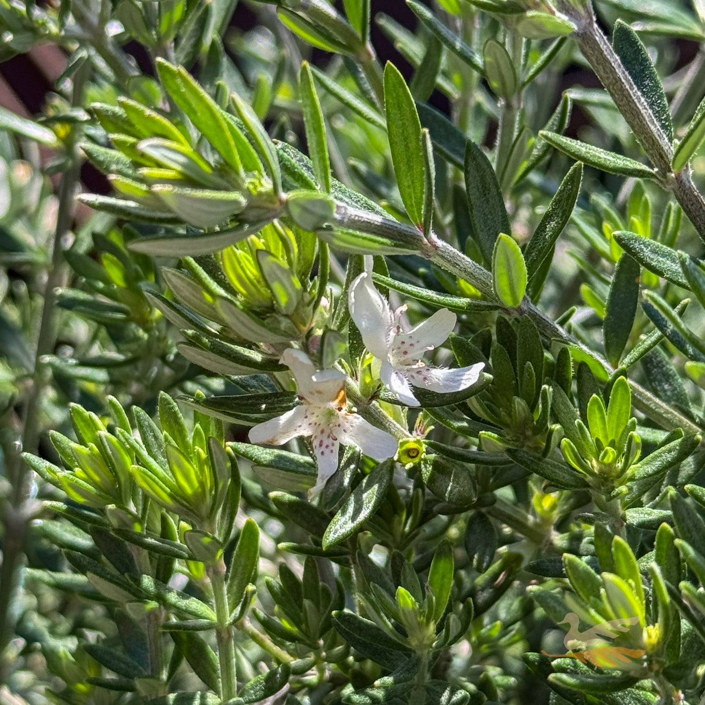 Westringia Fruticosa Ball - 33cm Pot