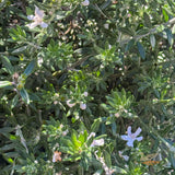 Westringia Fruticosa Ball - 33cm Pot