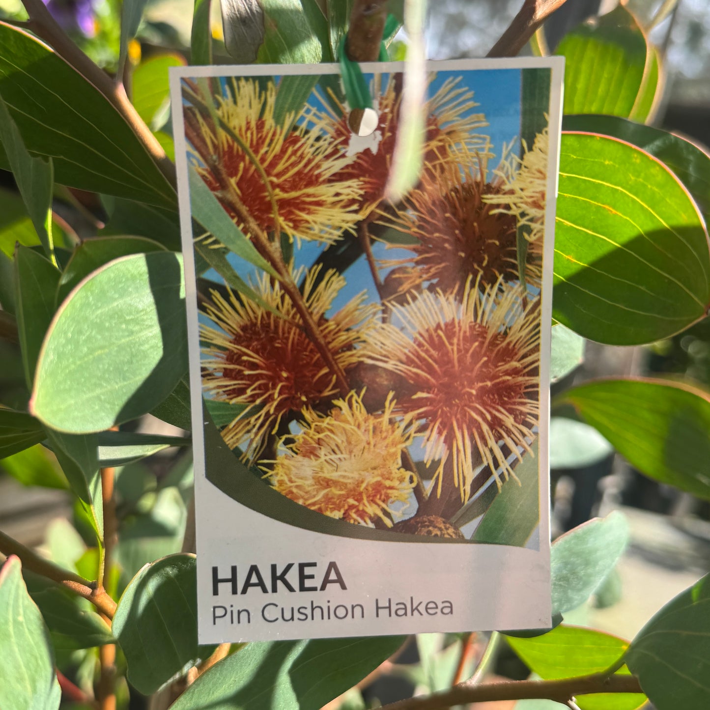 Hakea Laurina - 33cm Pot