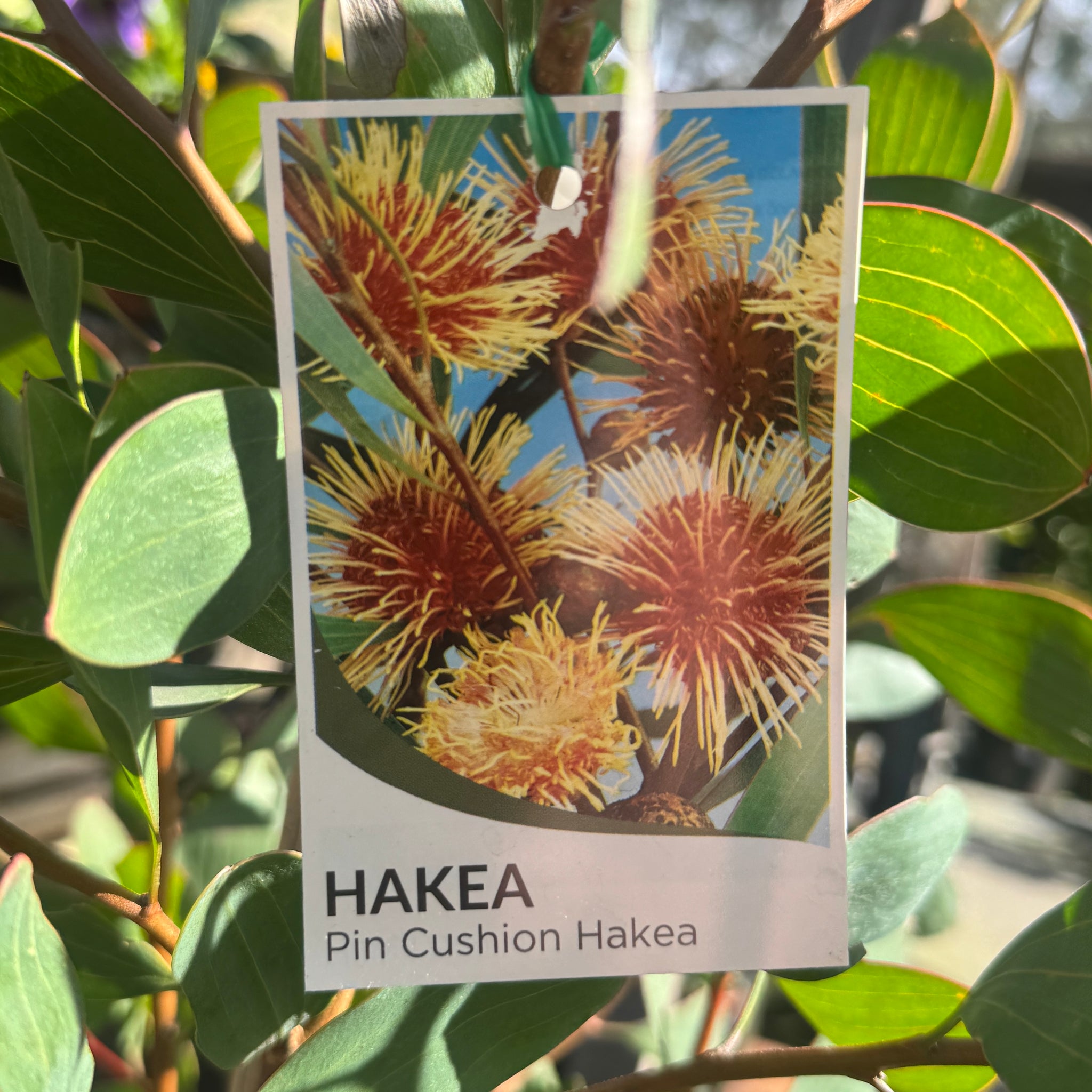 Hakea Laurina - 33cm Pot