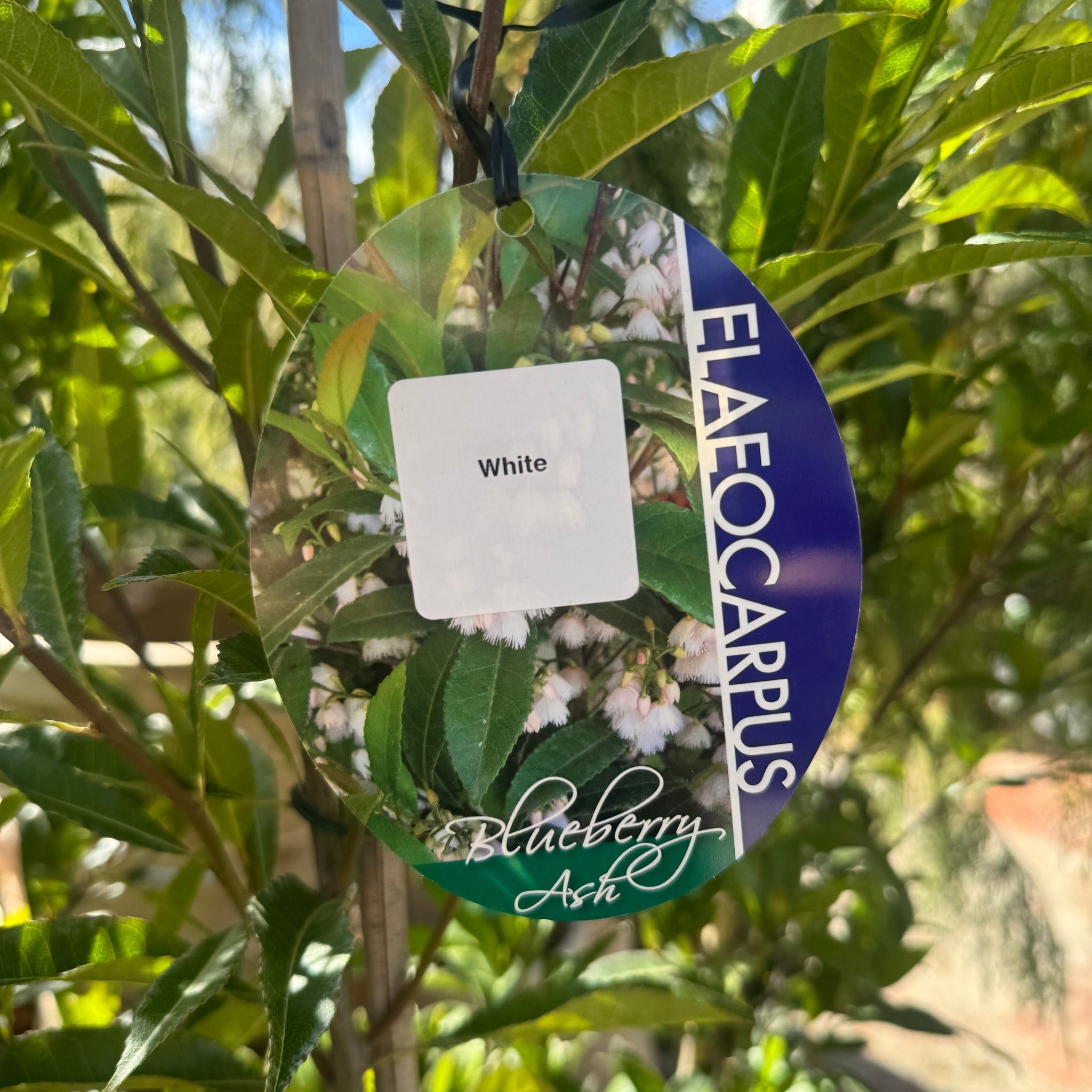 Elaeocarpus Reticulatus Blueberry Ash White - 33cm Pot