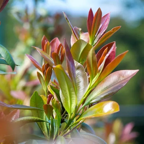 Tristaniopsis Laurina Luscious - 33cm Pot