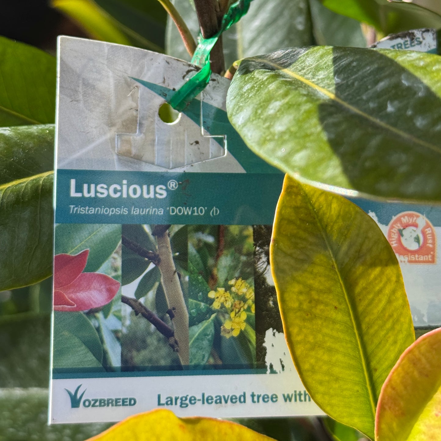 Tristaniopsis Laurina Luscious - 33cm Pot