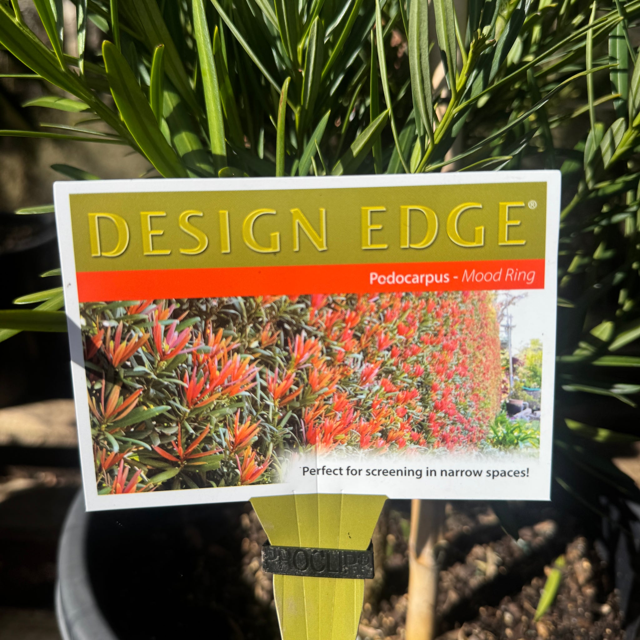 Podocarpus Mood Ring - 33cm Pot